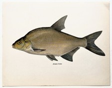 BREAM Vintage Fish Print 1960s
