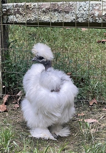 Silkie hatching eggs - 6, chance