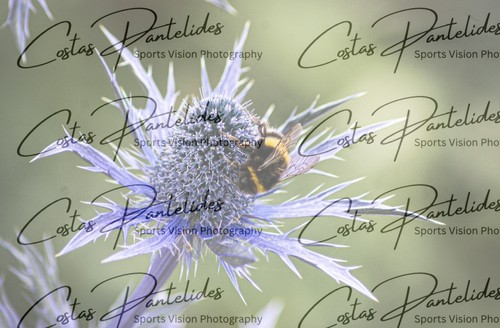 Bee sea holly flower photo - bee, on