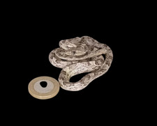 Taxidermy Corn Snake