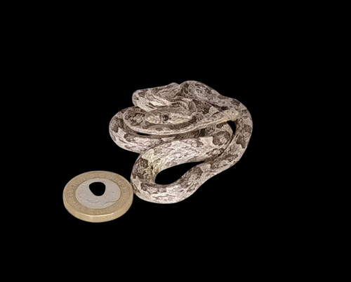 Taxidermy corn snake - taxidermy,