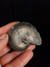 Large Golden Pyrite Ammonite Fossil