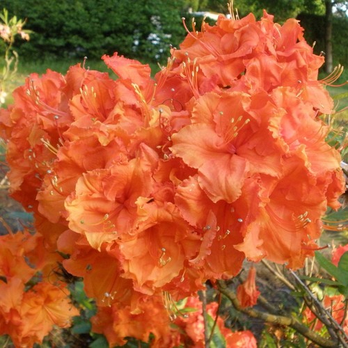 Rhododendron gibraltar 9cm - rhododendron,