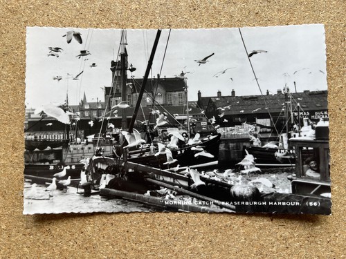 Morning catch fraserburgh - catch,