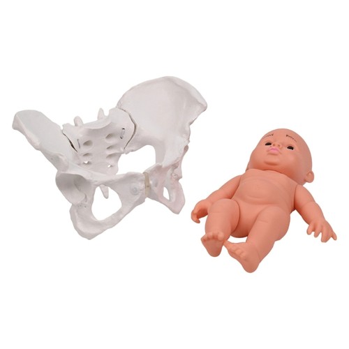 Female pelvis and baby - female,
