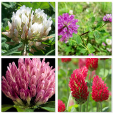 Mix clover seeds crimson - seeds,