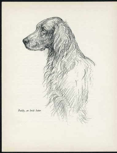 Irish setter head - irish, study