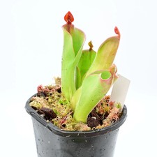 Heliamphora parva Cerra