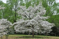Cornus florida / Flowering