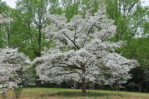 Cornus florida flowering - /,