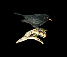 Taxidermy Male Blackbird