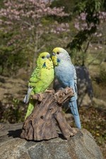 Couple Budgerigar on Stump