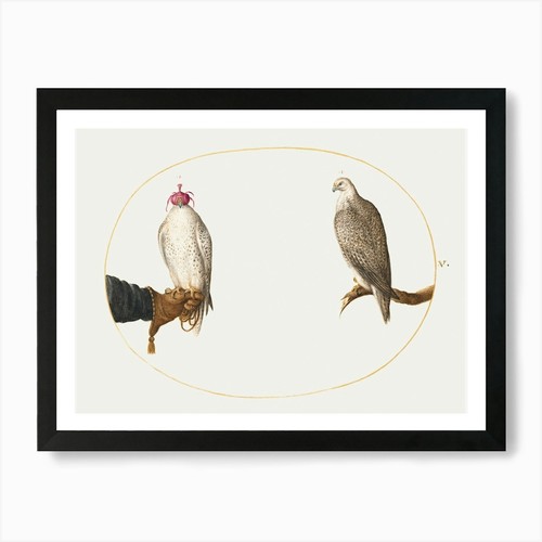 Hooded falcon and its - hooded,