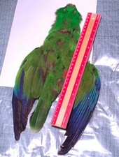 Fly Tying Feathers Australian