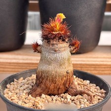 2.5CM Succulent Cactus Plant