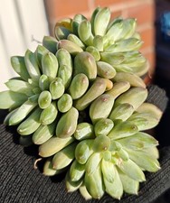 Echeveria Coffee Beans -
