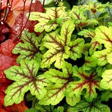 Pack x6 Heuchera Heucherella