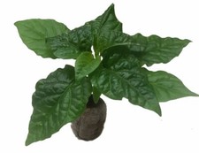 Chilli Plants by