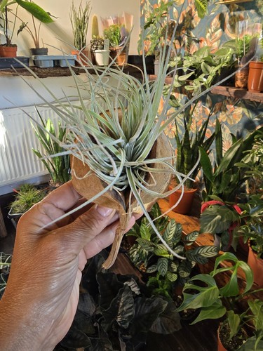 Beautiful air plant a - beautiful,