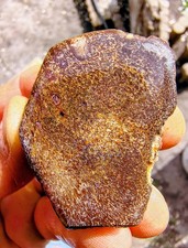 Utah Dinosaur Bone Fossil - 62