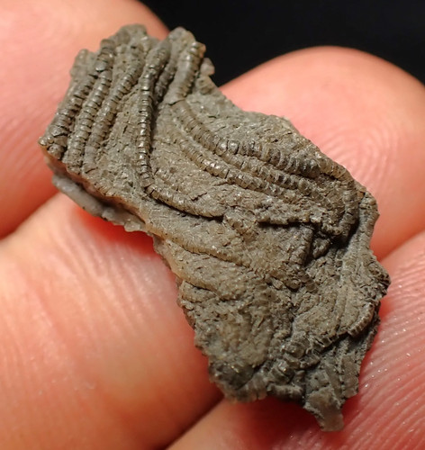 Small detailed crinoid - , head
