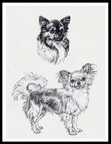 Chihuahua long coated - chihuahua,