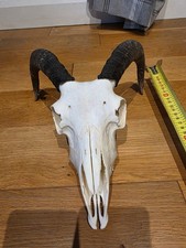 Rams Sheep's Skull and Horns