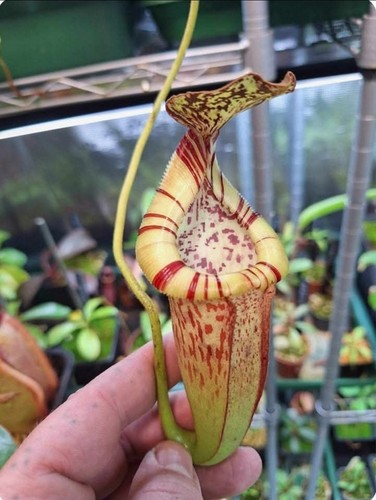 Nepenthes burbidgeae - burbidgeae, x