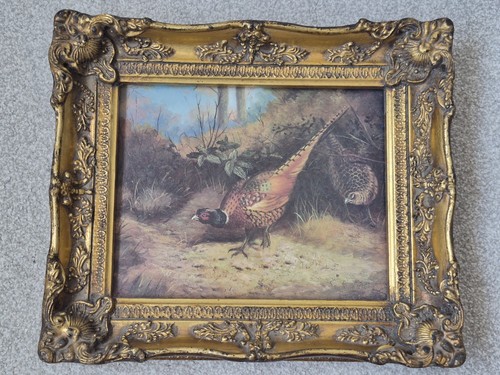 Pheasants clearing - a,