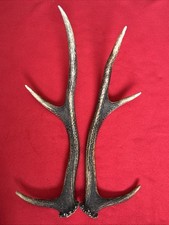 PAIR OF RED DEER ANTLERS 481g.   aprox. 40/42cm.