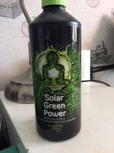 Buddhas tree solar green - tree,