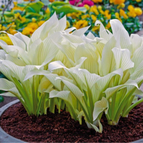 100 white hosta - 100,