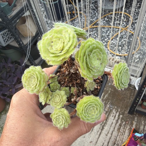 Aeonium tabuliforme - aeonium,