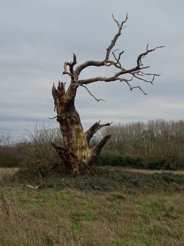 Photo 6x4 dead - photo, oak