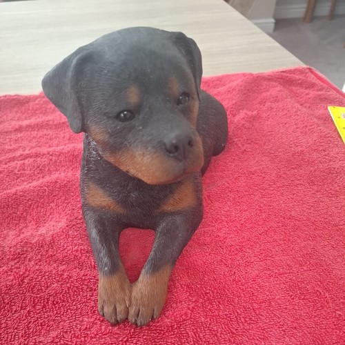 Sandicast rottweiler sandra - sandicast,