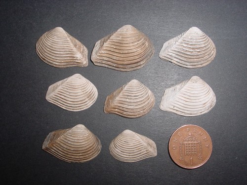 Bartonian eocene crassatella - bartonian,