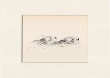 OTTERHOUND 2 DOGS SWIMMING 1930'S DOG SKETCH PRINT by KF BARKER READY MOUNTED