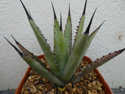 Agave macroacantha shown in - macroacantha,,