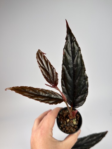 Begonia rare - begonia,