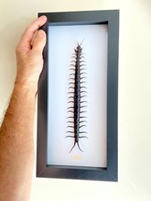 Centipede Giant. scolopendra