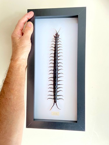 Centipede giant scolopendra - centipede,