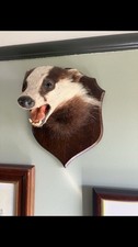 Taxidermy Badger Head By J