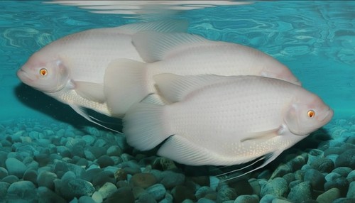 Albino giant gourami 2 3 - albino,