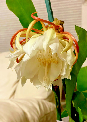 Night blooming cereus - blooming,