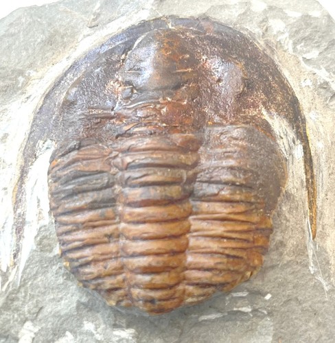 Hamatolenus vicenti trilobite - vicenti,