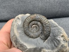 Dactylioceras jurassic - dactylioceras, sp.