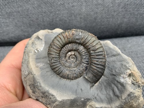 Dactylioceras jurassic - sp.,