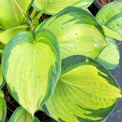 Hosta great expectations - hosta, expectations'