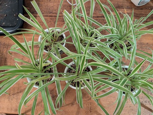 Chlorophytum comosum spider - comosum,