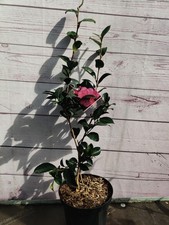 Camellia ' Roze'  1.5L Stunning Pink Flowers Evergreen Garden Plant Shrub